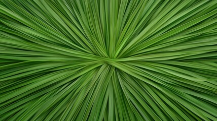 Obraz premium Lush green leaves radiating from a central point.