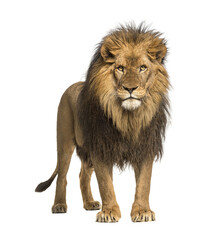 Male adult Lion standing, Panthera Leo, isolated on white
