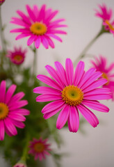 Obraz premium A close-up of vibrant pink daisy flowers in a bouquet, showcasing their bright color and delicate petals, perfect for floral and spring themes