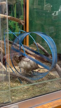 Small hamster running energetically on a blue exercise wheel in a cozy enclosure filled with natural wood and bedding