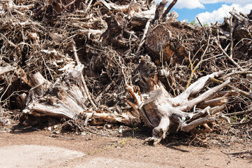 The photo shows a mountain of tree roots, branches and wood waste, and a blue sky and clouds in the background