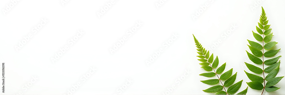 Aufkleber fresh green fern leaves placed on a minimalist white background providing ample space for creative c