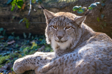 Obraz premium Nahaufnahme eines in Europa angesiedelten Raubkatze - der Luchs