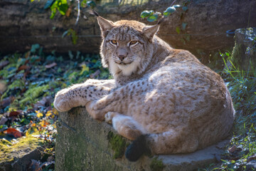 Obraz premium Nahaufnahme eines in Europa angesiedelten Raubkatze - der Luchs