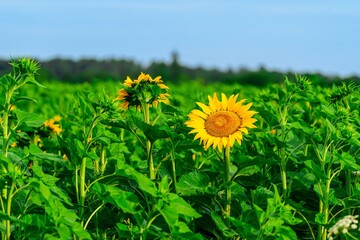 A bright sunflower stands tall in a lush green field, soaking up the sun against a clear blue sky....