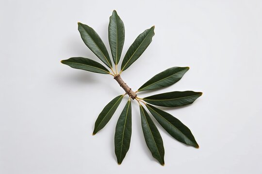 Elegant Olive Tree Node with Vivid Crisp Leaves Isolated on White Background