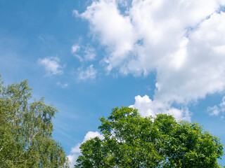 Obraz premium Tree tops, blue sky and white clouds. Summer natural landscape.