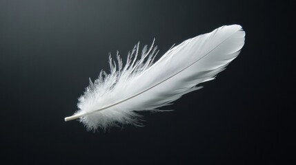 Obraz premium Single white feather floating on dark background.