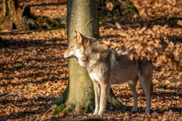 Obraz premium wunderschöner Wolf in der Natur beobachtet