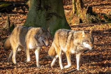 wundersch&ouml;ner Wolf in der Natur beobachtet