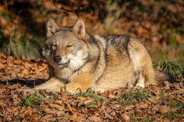 Obraz premium wunderschöner Wolf in der Natur beobachtet