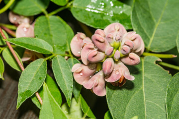 American Groundnut - Apios americana