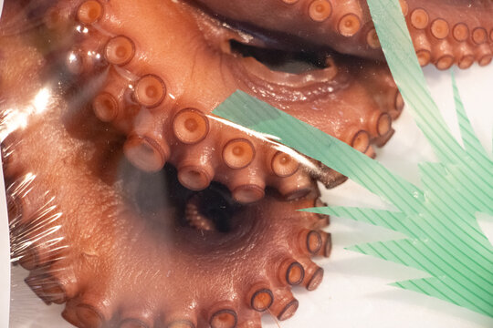 Gamagori Seafood market Ocapus tenacles showing round suckers