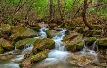 Forest stream on mossy rocks