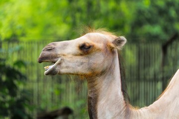 Close-up of a Bactrian camel showing its teeth while standing in a pen. The camel has light brown...