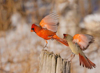Northern Cardinal On Post