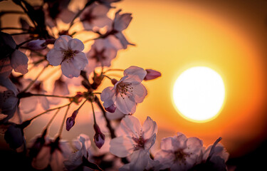 Flowers at dawn closeup