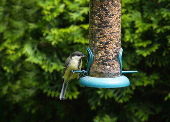 great tit at the feed silo