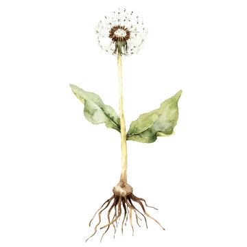 recommend clip art: A watercolor painting of dandelion roots, isolated on a white background. Dandelion Root vector.