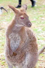 Fototapeta premium Close up of a brown wallaby with bright red eyes standing on grass, showcasing its soft fur and alert stance