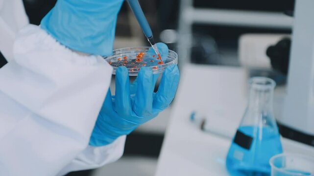 Laboratory assistant in the laboratory of of food quality.Cell culture assay.