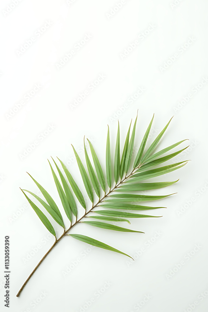 Poster a minimalist design featuring tropical leaves placed against a clean white backdrop to create a sens