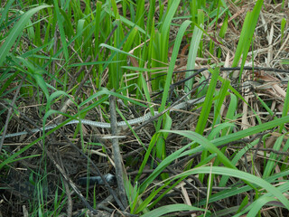 Fototapeta premium dried snake skin left after molting in bushes.