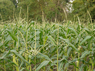Lush Green Corn Field Under Natural Light.