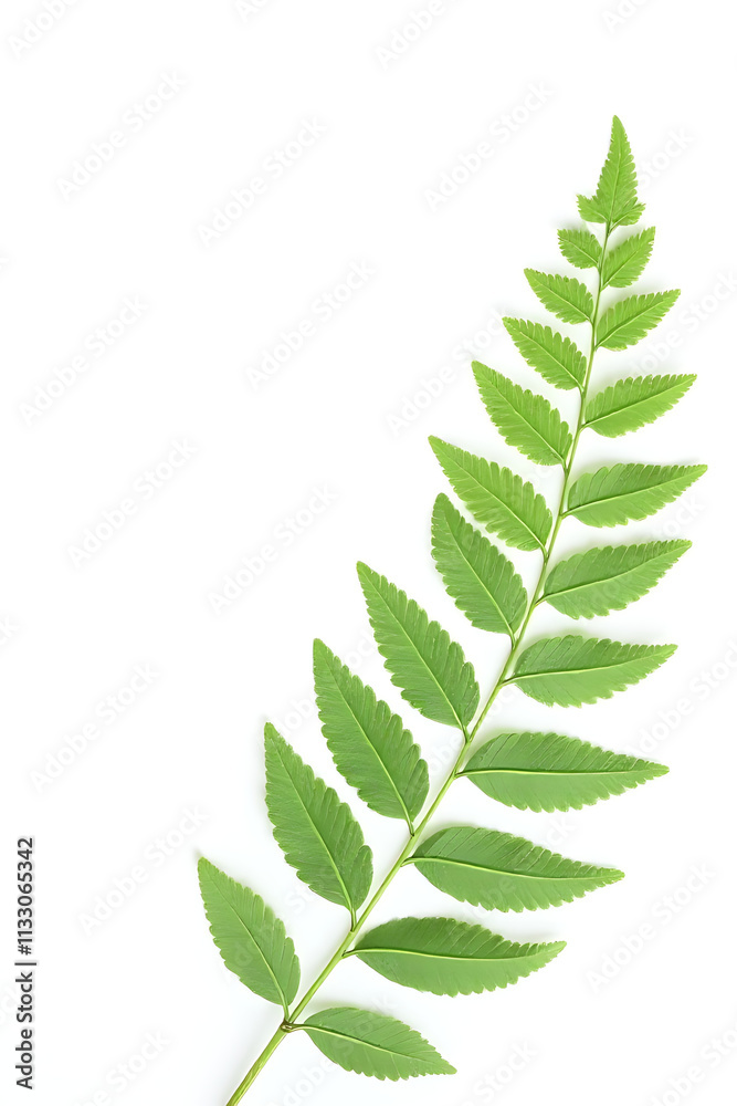 Poster a fern pattern leaves a natural design on a plain white background evoking tropical botanical themes