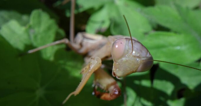 Epic macro, super close-up video shows a european female praying mantis (Mantis religiosa) rubbing its head and cleaning itself turning her head and looking at the camera