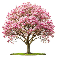 Fototapeta premium tree isolated on white