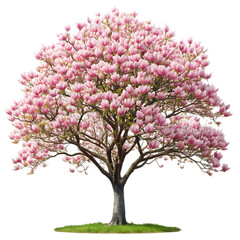 Obraz premium tree isolated on white