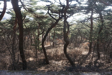 Fototapeta premium Seoul, Korea