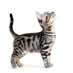 Fototapeta premium Playful silver american shorthair cat indoor studio pet portrait