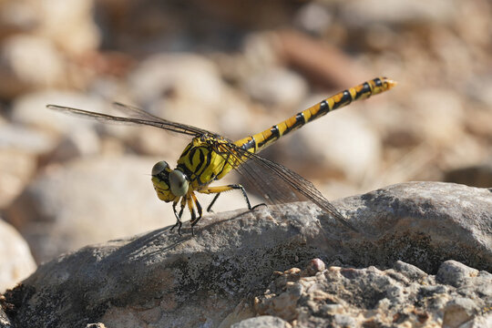 Closeup on a European Green-eyed Hook-tailed Dragonfly, Onychogomphus forcipatus, sitting on a stone