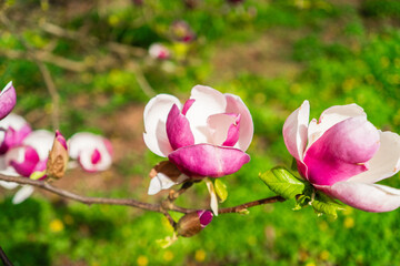 Close-Up of Vibrant Blooming Magnolia Flowers in Springtime