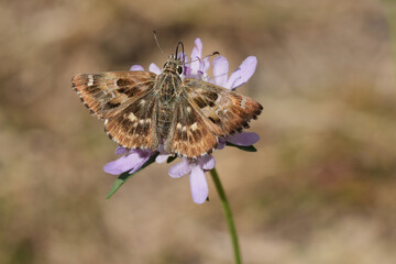 Closeup on the small brown Mallow Skipper, Carcharodus alceae with spread wings on a pink scabious...