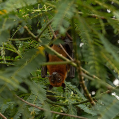 Obraz premium An Indian fruit bat (Pteropus medius) captured through spot focus, hanging upside down from a tree branch amidst lush green foliage. The bat’s furry face and sharp eyes are highlighted with stunning c