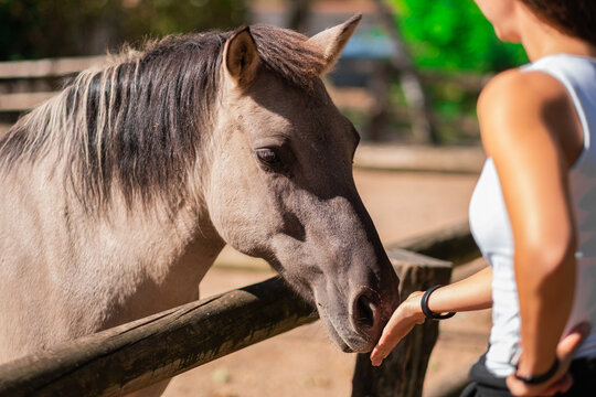 Woman Interacting With a Horse in a Rural Setting Highlighting Nature and Human-Animal Bonding