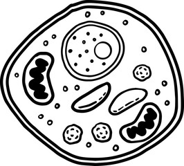 plant cell biology drawing