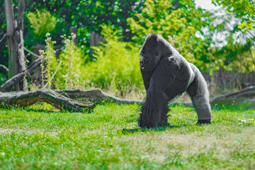 Fototapeta premium Imposing Gorilla Standing in Lush Green Forest Setting on Daylight