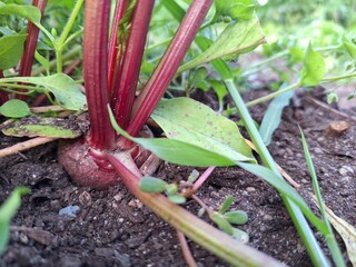 Close up of a beetroot in the soil