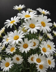 Fototapeta premium Delicate white daisies with black ribbon for funeral, mourning period, sympathy gift