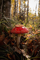 fly agaric and autumn yellow leaf