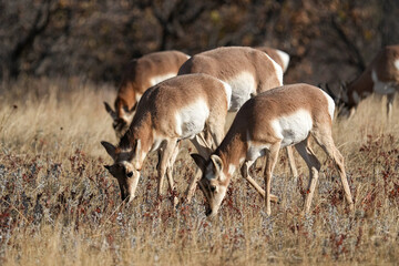 South Dakota Pronghorn