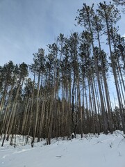 Fototapeta premium pine forest in winter