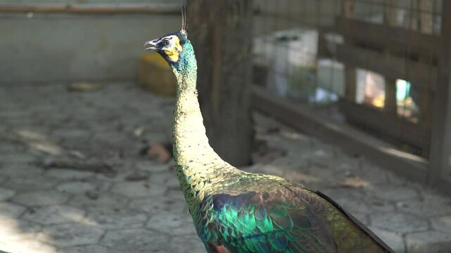 A portrait of a peacock or a blue peafowl is a species of peafowl native to South Asia.