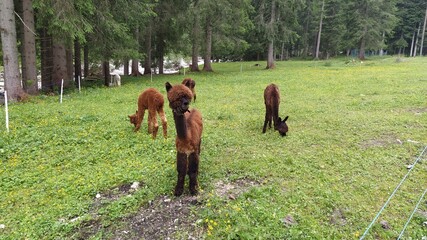 Naklejka premium Baby alpacas on Dolomites in Italy