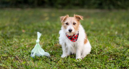 Dog sitting next to her smelly poop bag in the grass, pooping, defecating banner.
