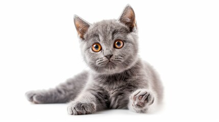 Obraz premium Sweet young adult solid blue shorthair cat kitten sitting upright, front view, with striking orange eyes and one paw lifted, looking directly at the camera